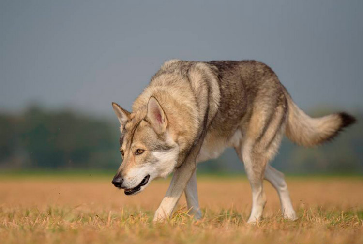 Волчья собака Сарлоса на охоте