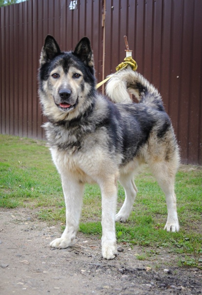 Аляскинская овчарка фото собаки