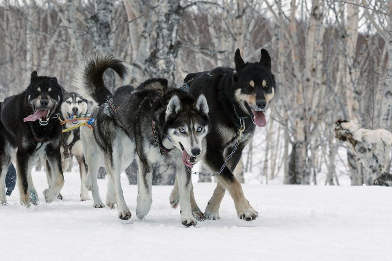 Аляскинские хаски ездовые собаки