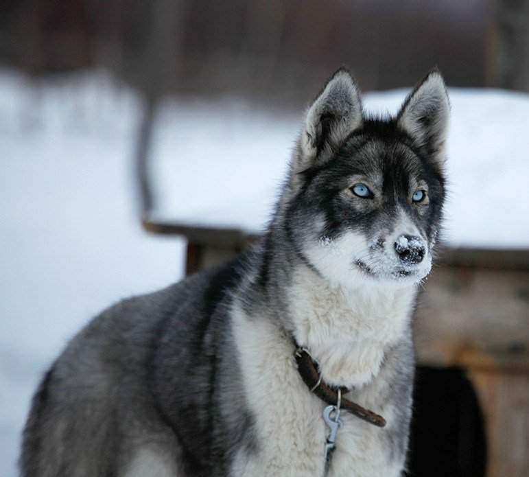 Аляскинский хаски порода собак