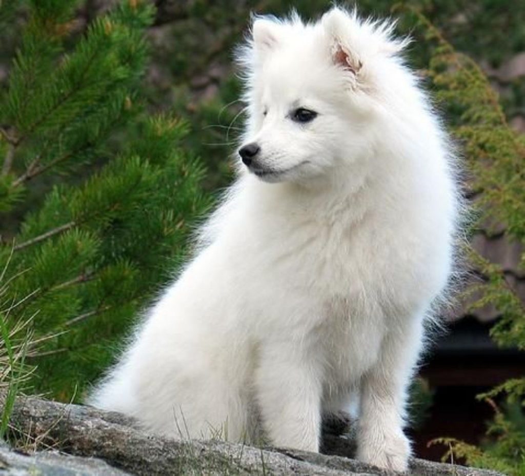 Американская эскимосская собака щенок