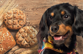 Можно ли собакам есть хлеб?