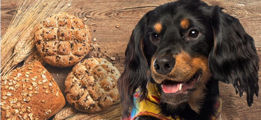 Можно ли собакам есть хлеб?