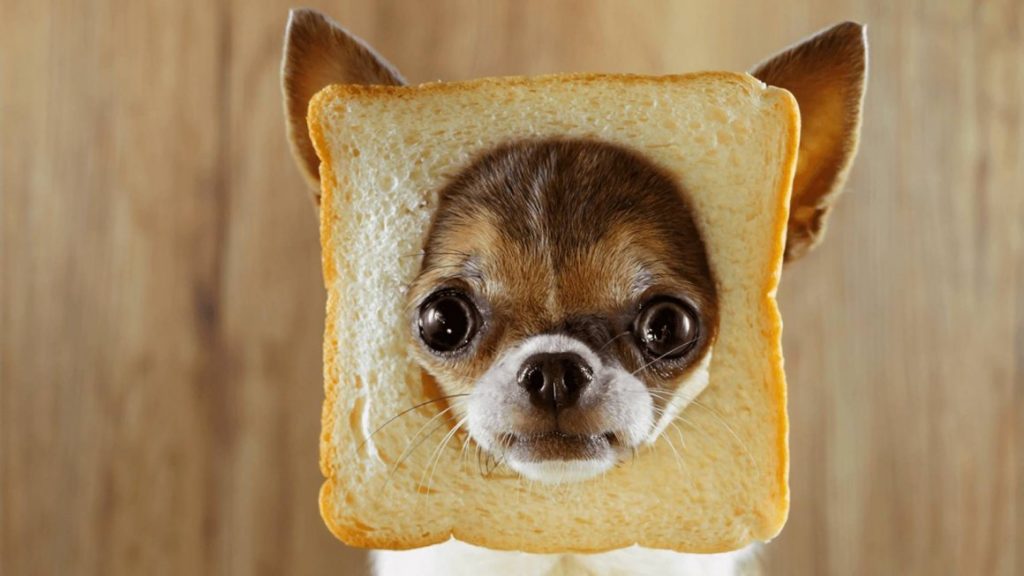 Собака ест хлеб красивое фото