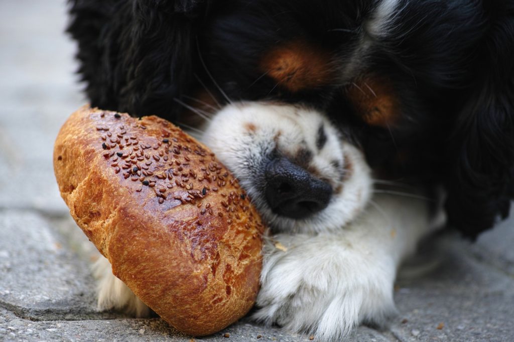 Собака ест хлеб с кунжутом