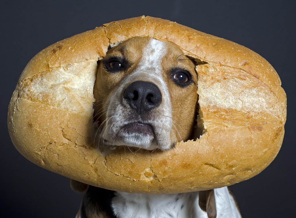 Собака ест хлеб - красивое фото