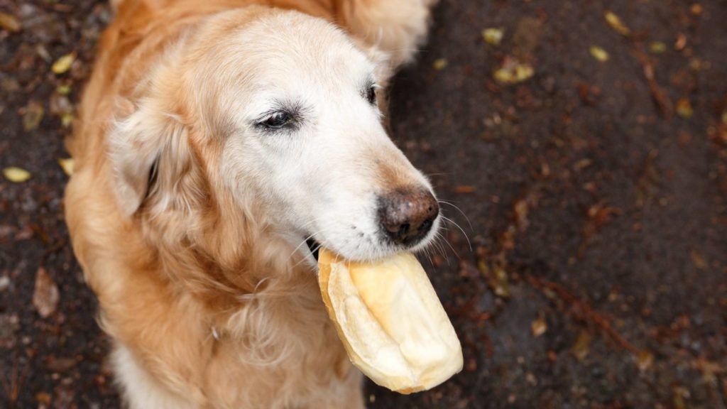 Собака ест мягкий хлеб