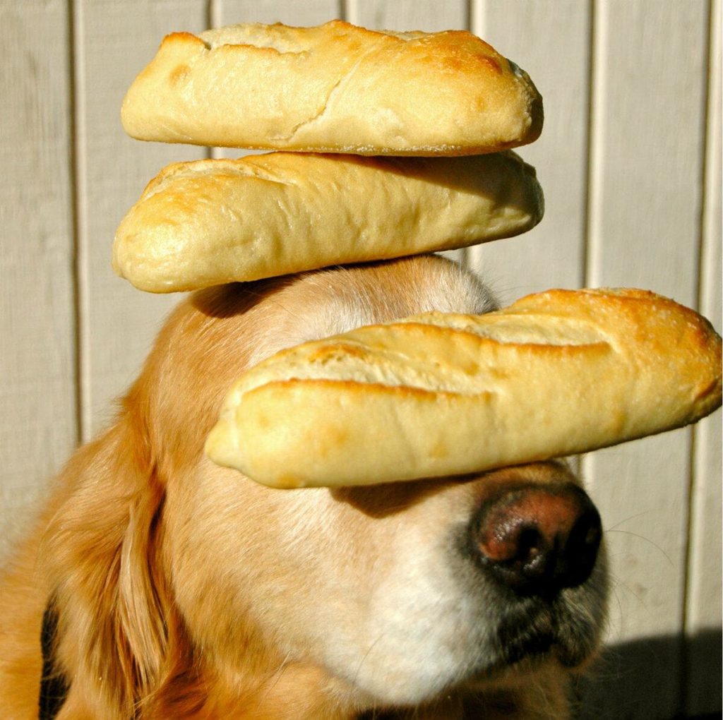 Собака ест хлеб