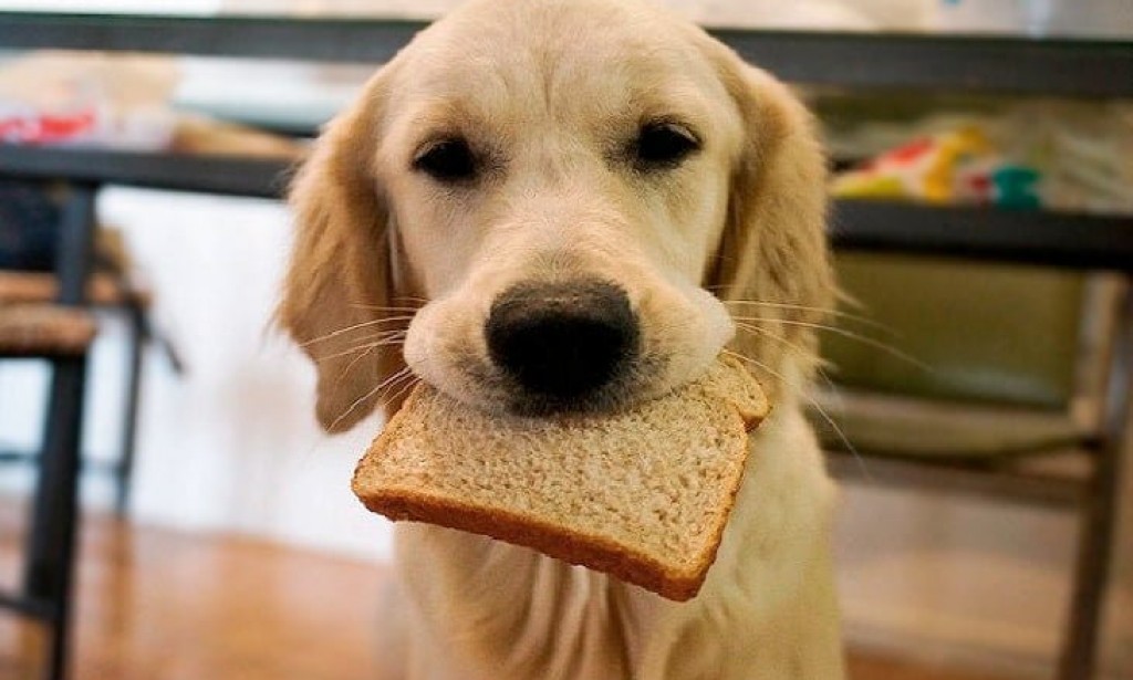 Собака ест хлеб фото