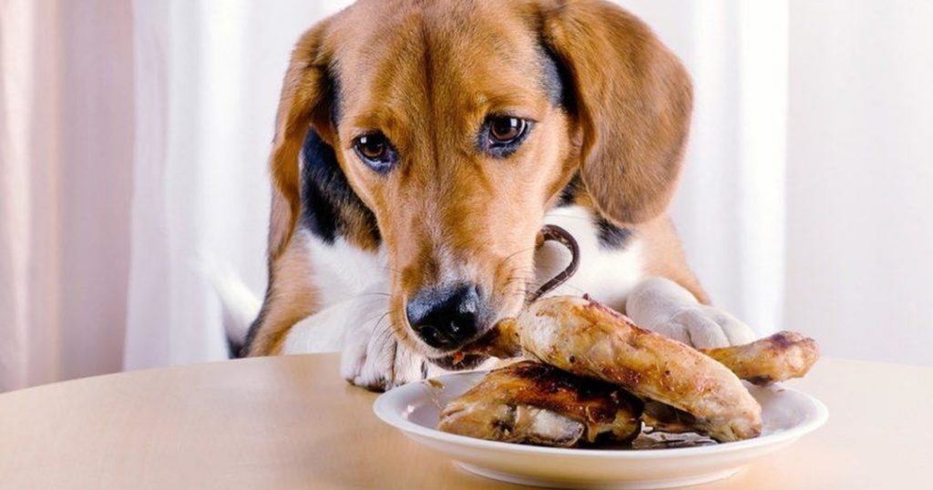 Собака ест курицу с тарелки