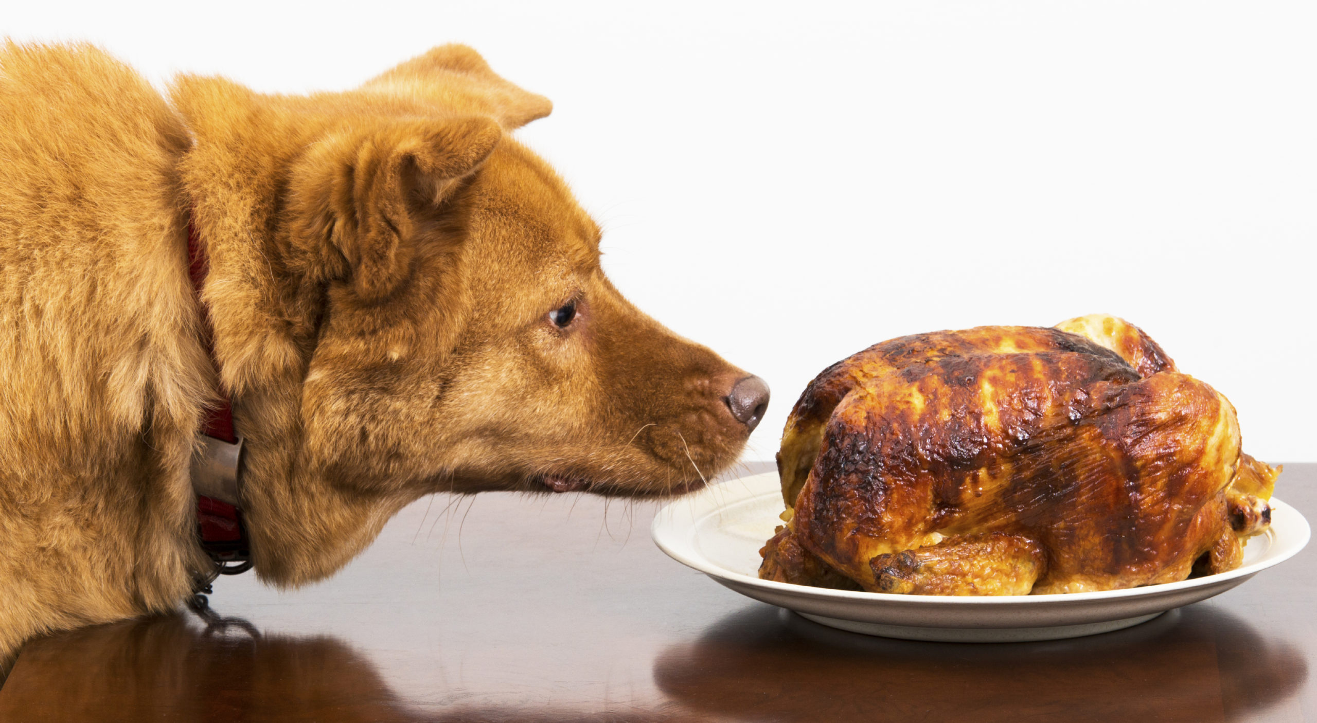 Можно ли собаке давать курицу. Мясо для собак красивое. Собака нюхает еду.