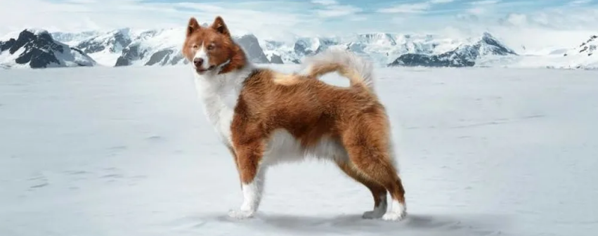 Канадская эскимосская собака