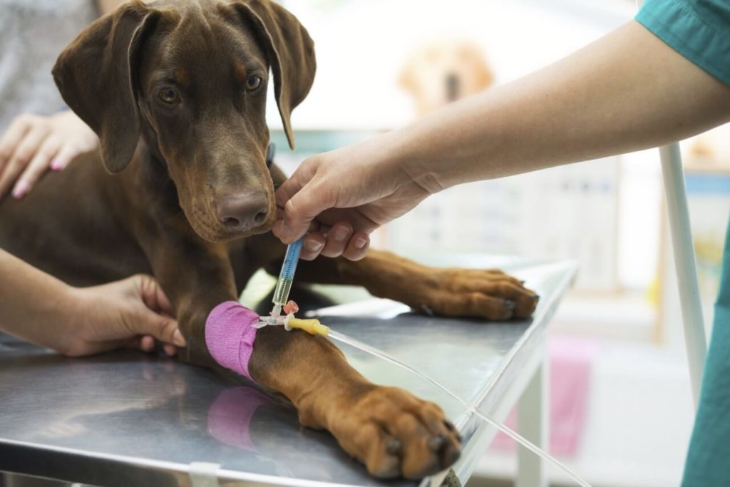 Анемия у собак — причины, симптомы и лечение