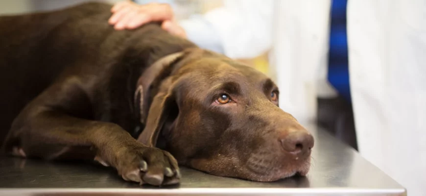 Анемия у собак — причины, симптомы и лечение