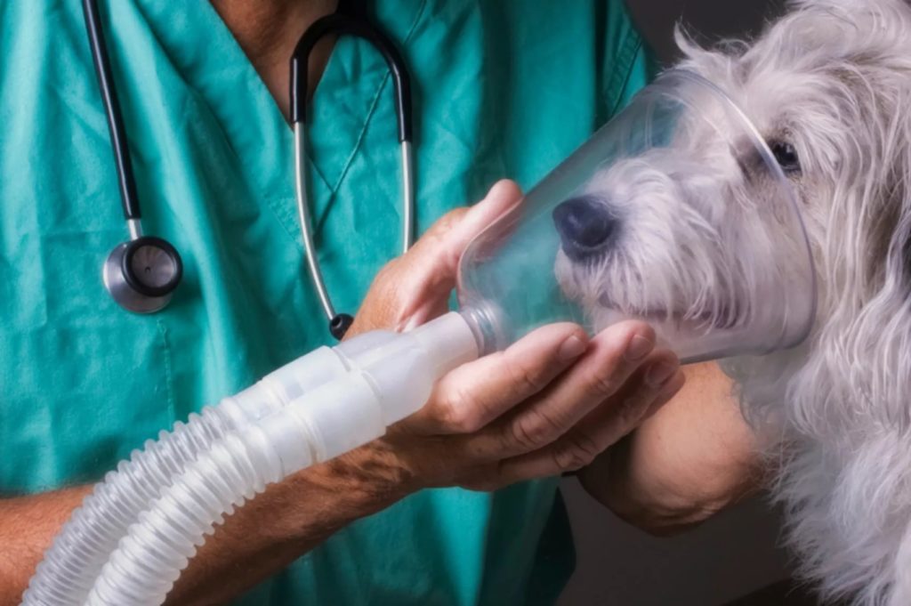 Что вызывает астму у собак?