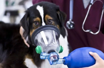 Астма у собак — причины, симптомы и лечение