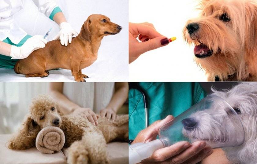 Традиционное лечение астмы у собак