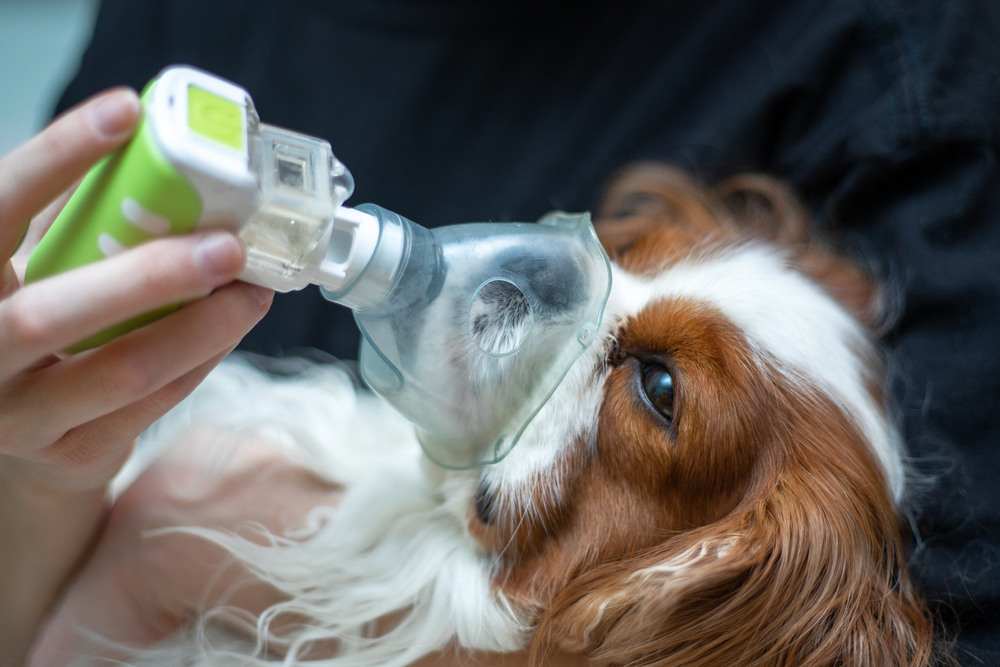 Профилактика астмы у собак