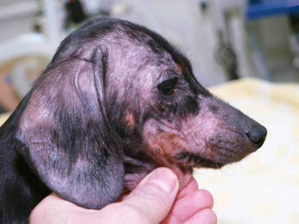Что такое собачий атопический дерматит?