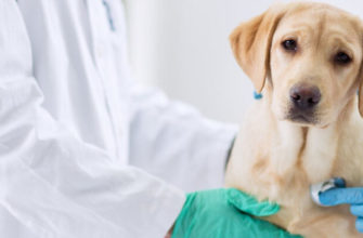 Бронхит у собак — причины, симптомы и лечение
