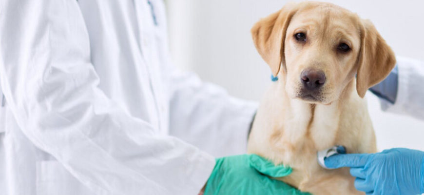 Бронхит у собак — причины, симптомы и лечение