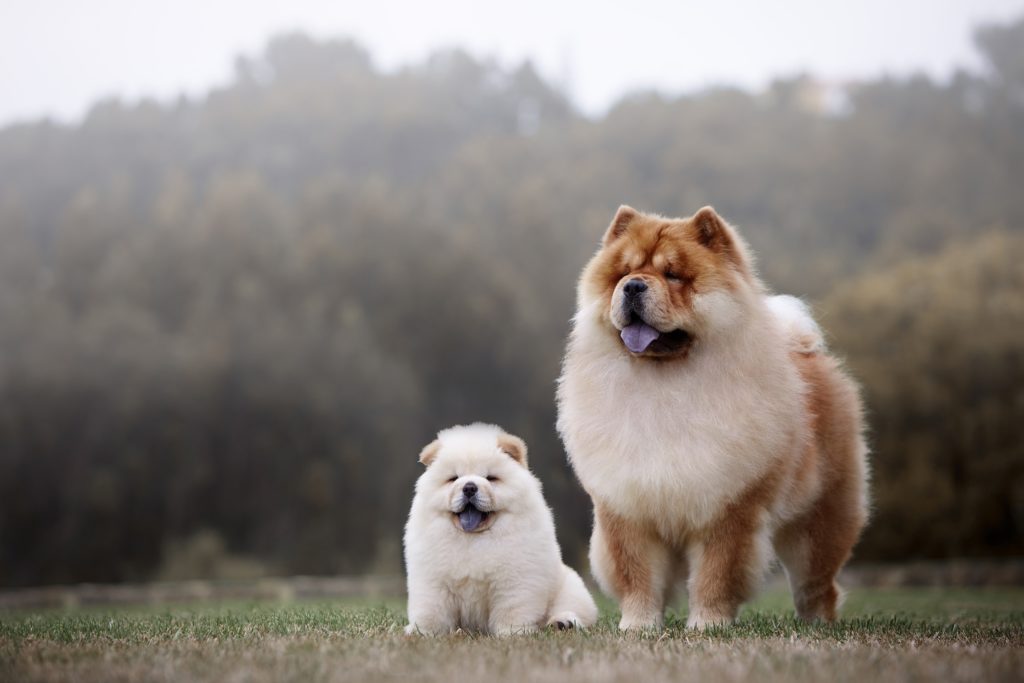 Собака Чау-чау с щенком