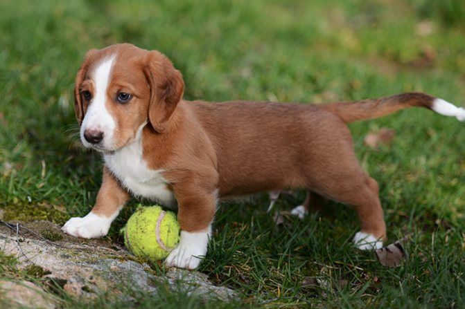 Древер щенок играет с мячом