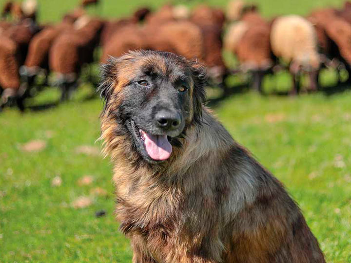 Эштрельская овчарка пасет овец