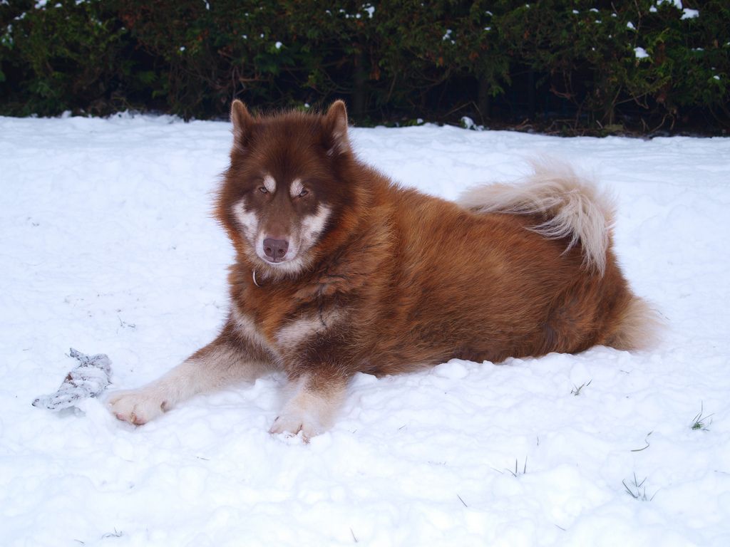 Канадская эскимосская собака лежит на снегу