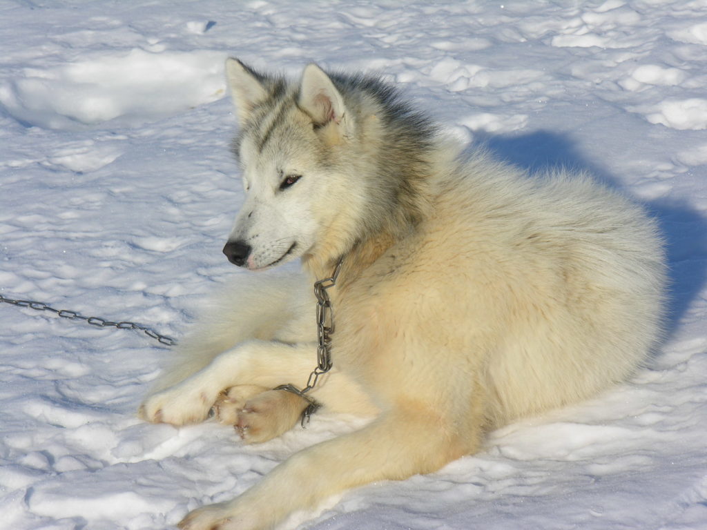 Канадская эскимосская собака на цепи