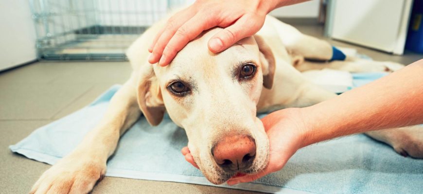 Рвота у собаки — причины рвоты и лечение