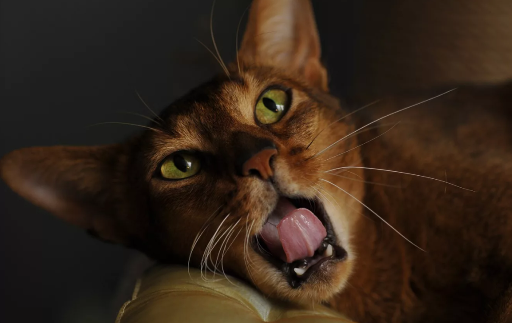 Абиссинская кошка зевает