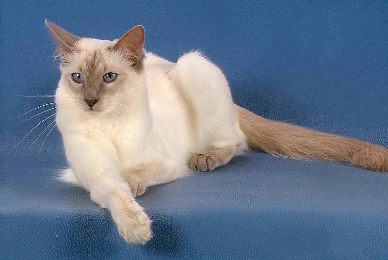 Балинезийская кошка на синем фоне