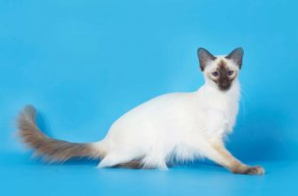 Балинезийская кошка на синем фоне