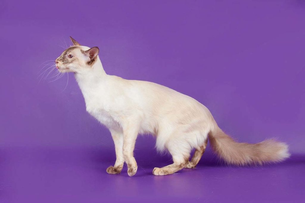 Балинезийская кошка на фиолетовом фоне