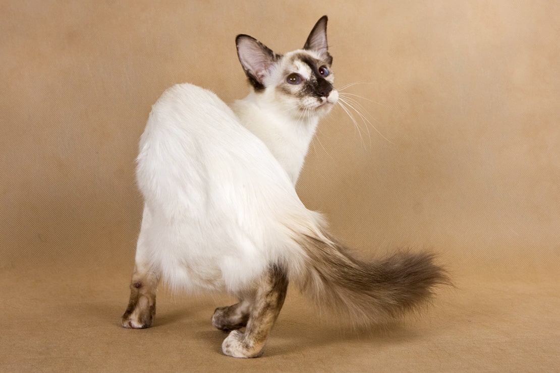 Балинезийская кошка фото и описание