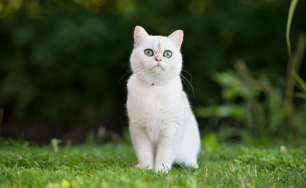 Белые кошки фото