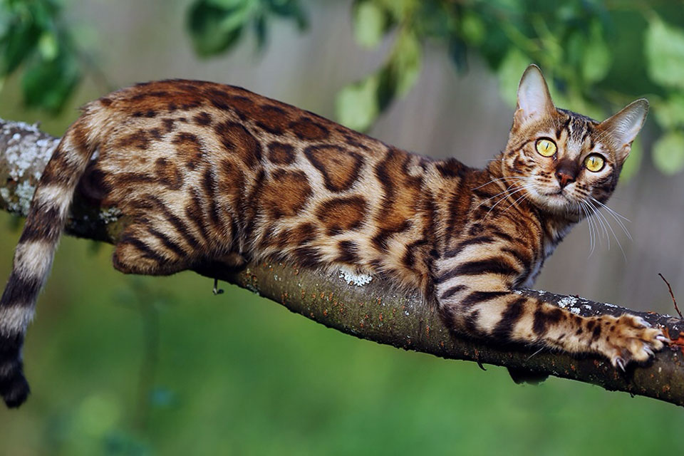 Бенгальская кошка на дереве