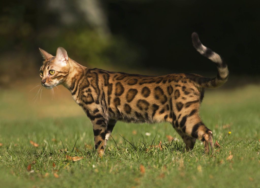 Бенгальская кошка гуляет по газону