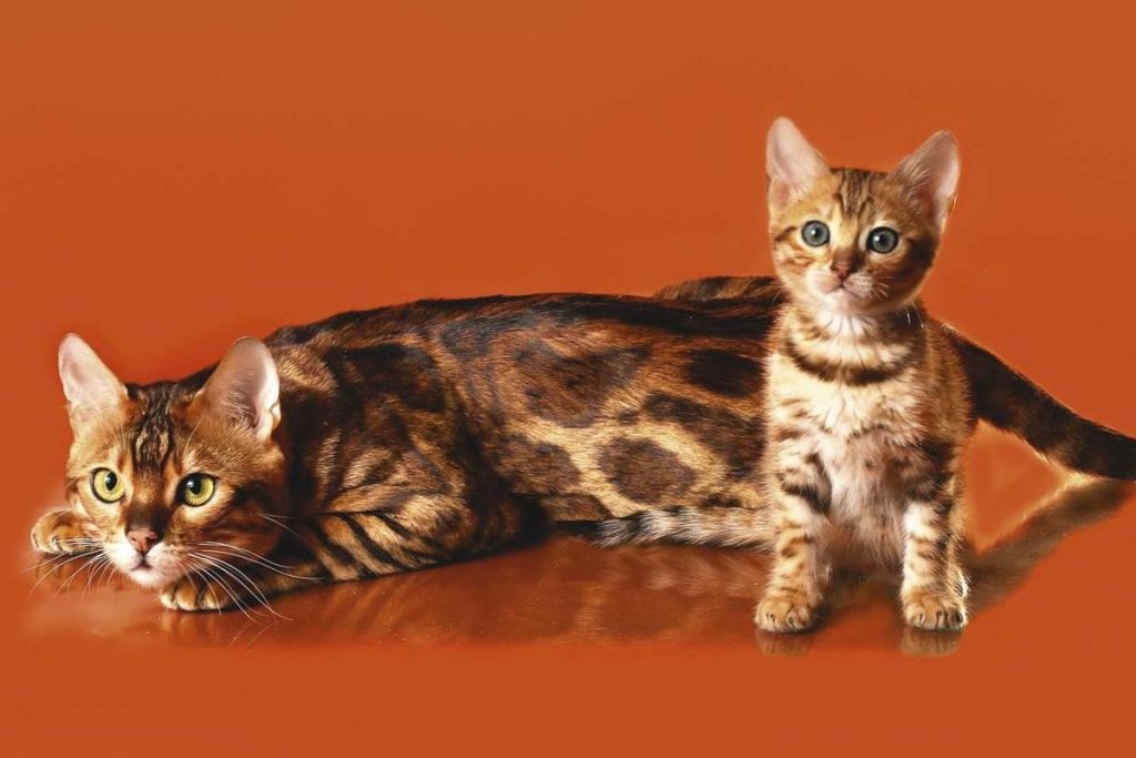 Бенгальская кошка с котенком