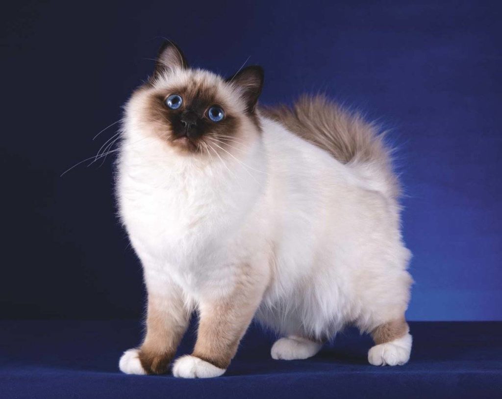 Бирманская кошка, синий фон