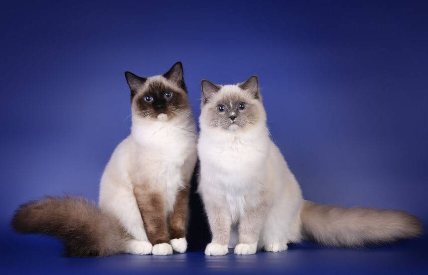 Бирманская кошка, 2 кошки