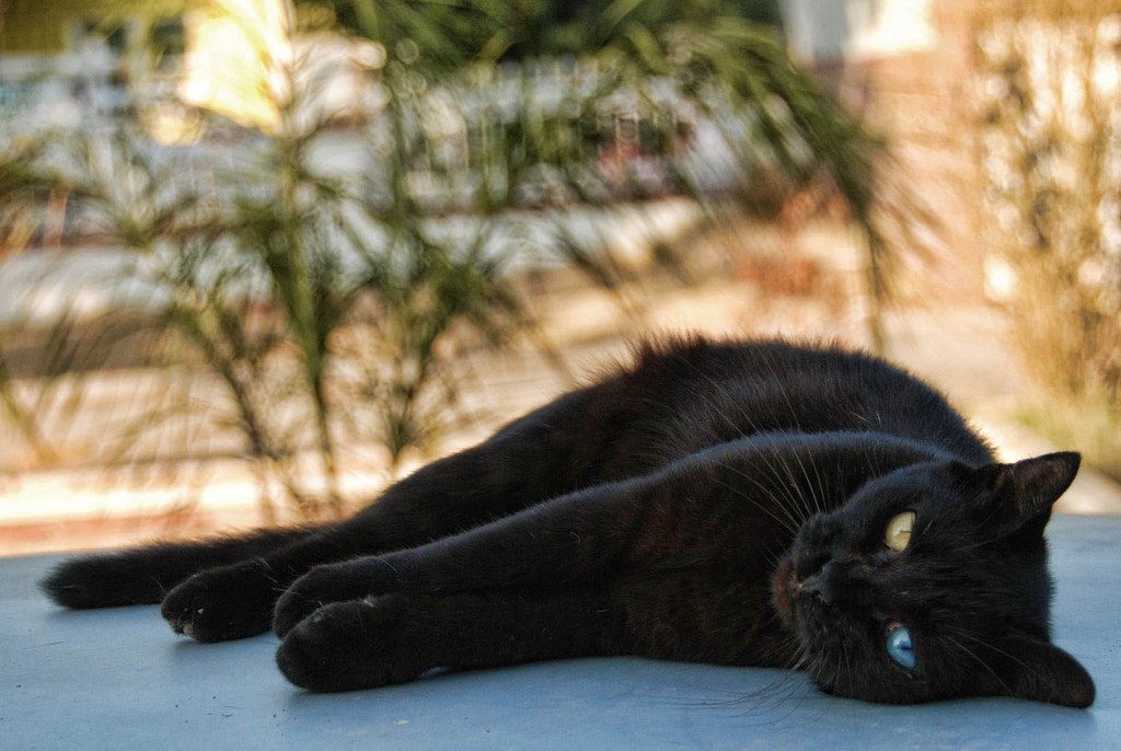 Черная кошка с разными глазами