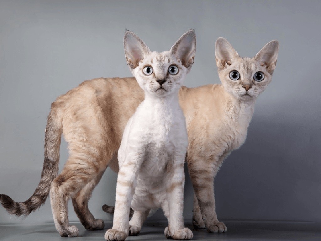 Все гипоаллергенные породы кошек с фото и названиями