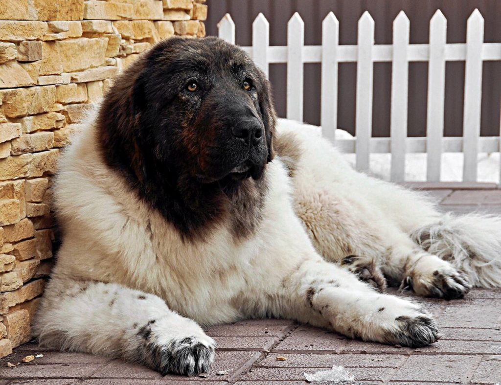 Каракачанская собака лежит у дома
