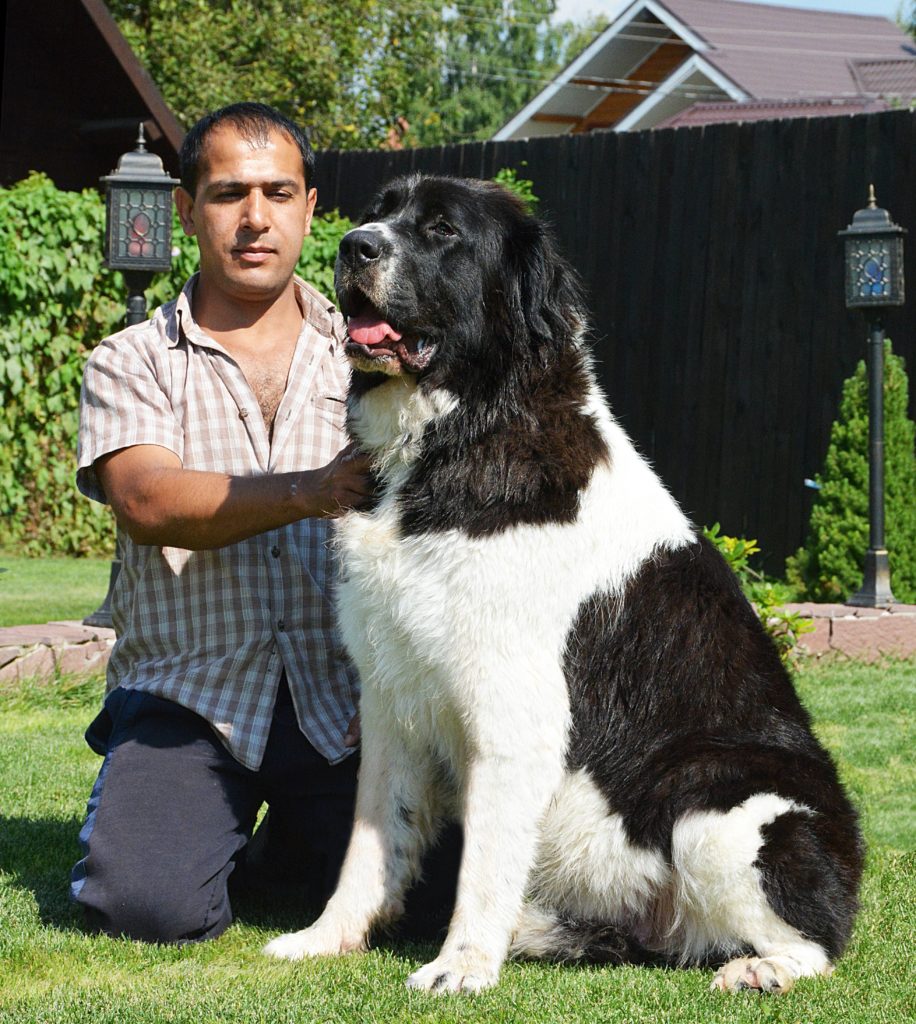 Каракачанская собака с человеком