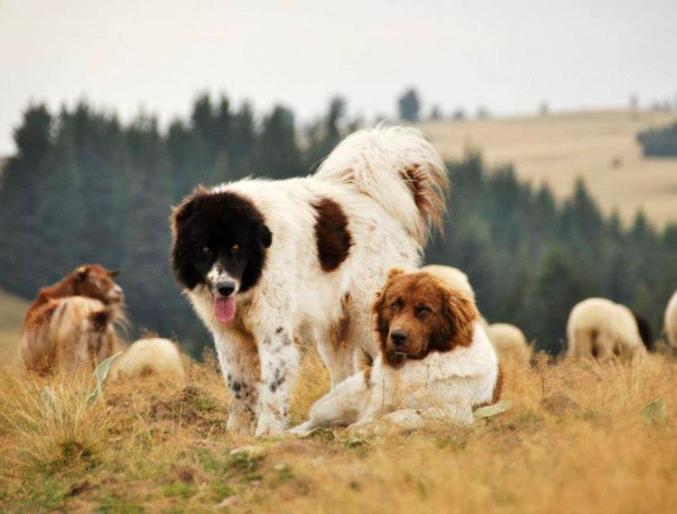Каракачанская собака охраняет стадо