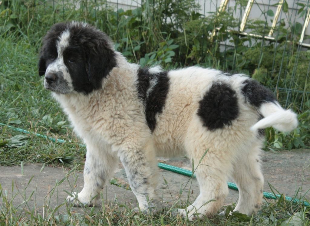 Каракачанская собака щенок