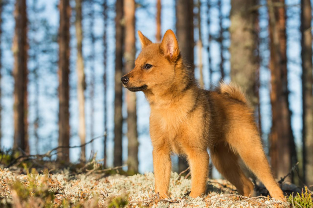 Карело-финская лайка щенок