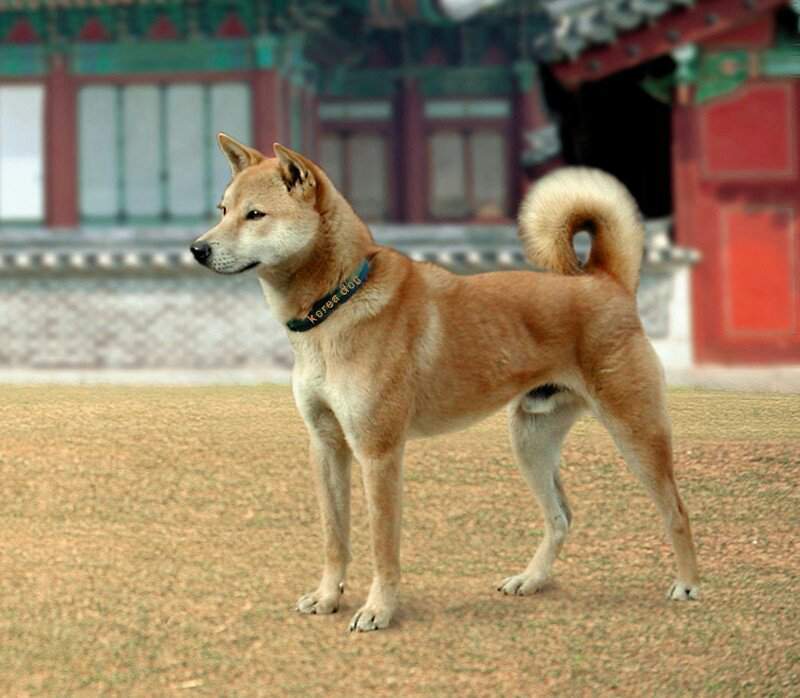 Корейский чиндо собака